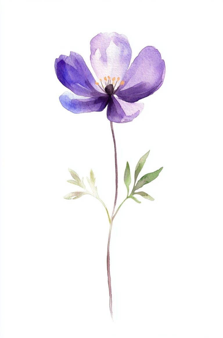 Anemone 11