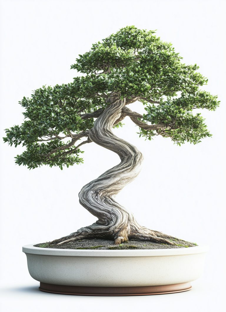 Bonsai Tree 15