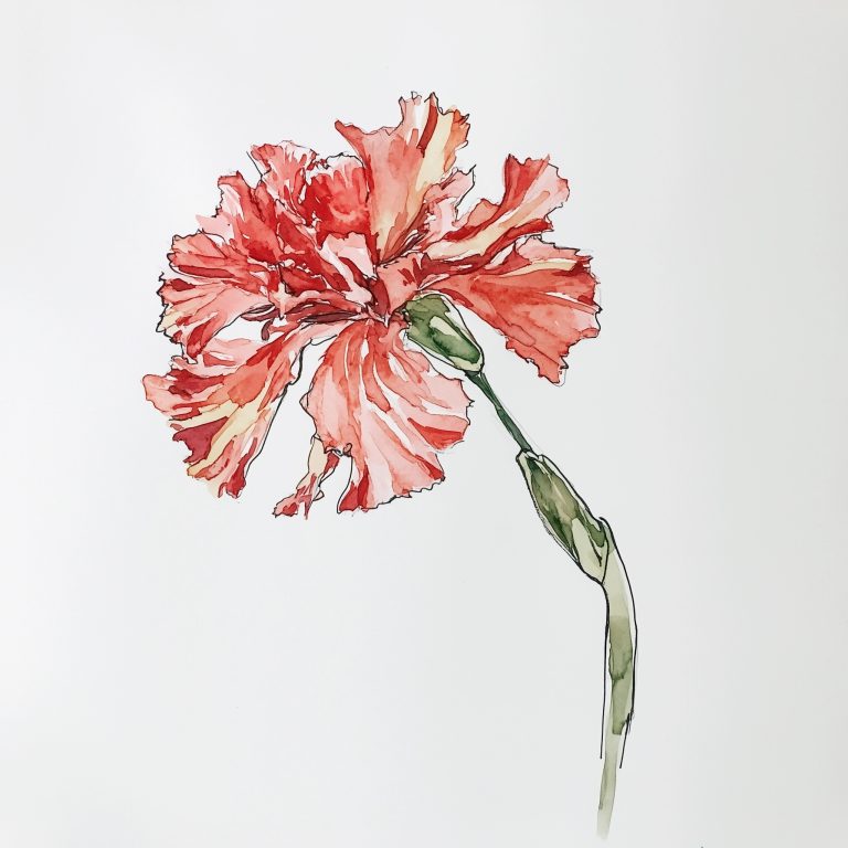 Carnation Floral.png