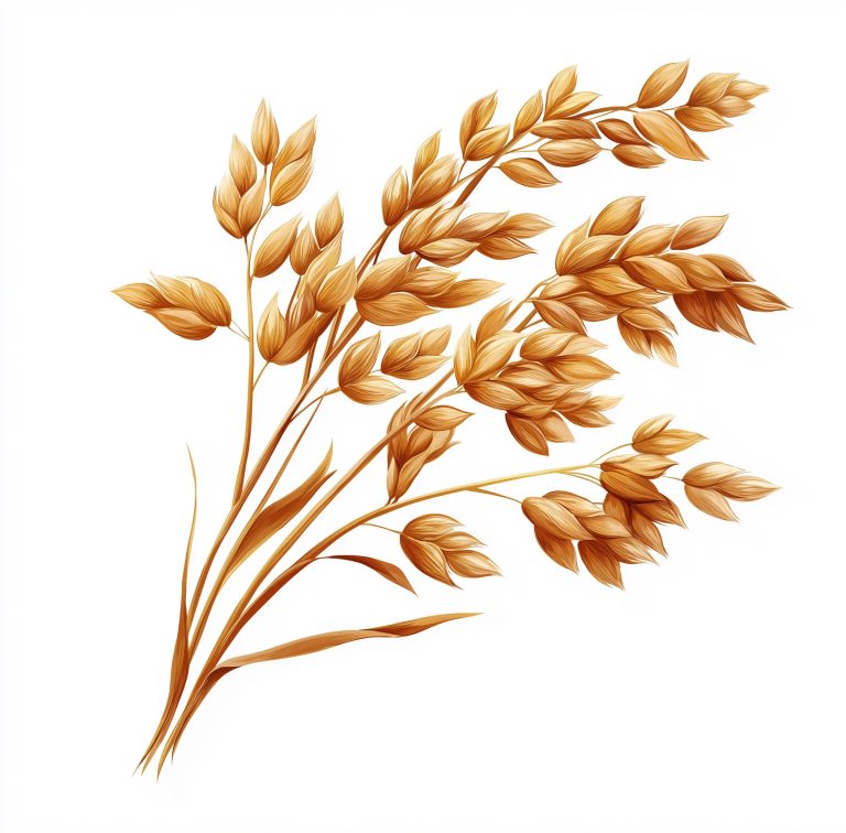 Isolated Golden Oat Clipart