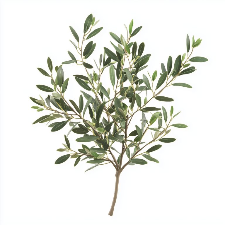 Isolated Olive Plant Illustration