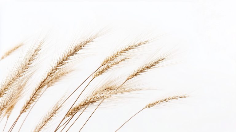 Photorealistic Wheat in Wind scaled