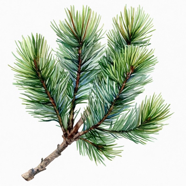 Pine Tree 33