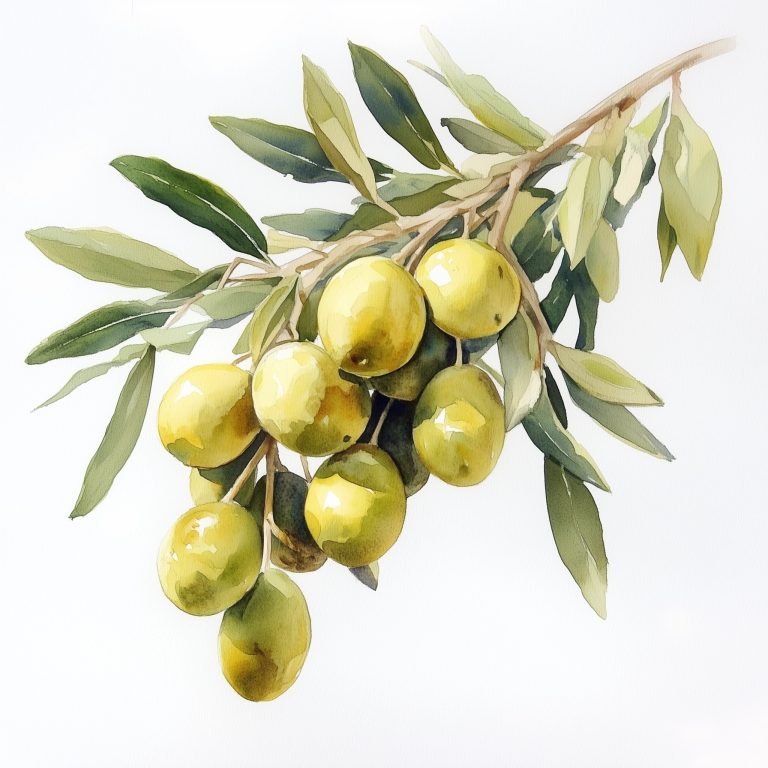 Serene Watercolor Still Life A Minimalist Olive Composition