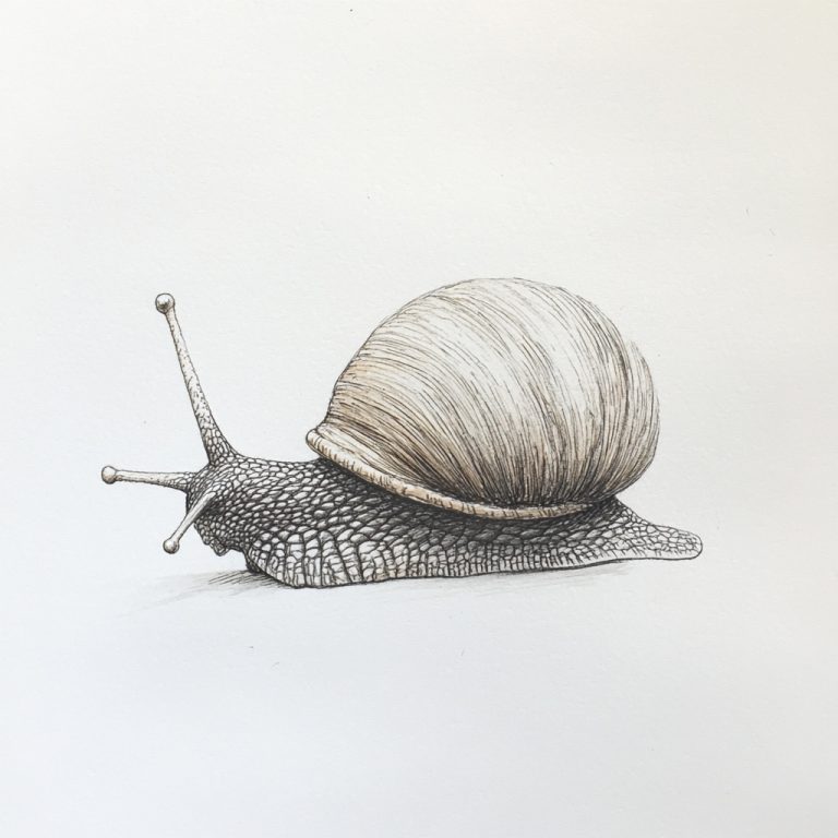 Snail Drawing on White