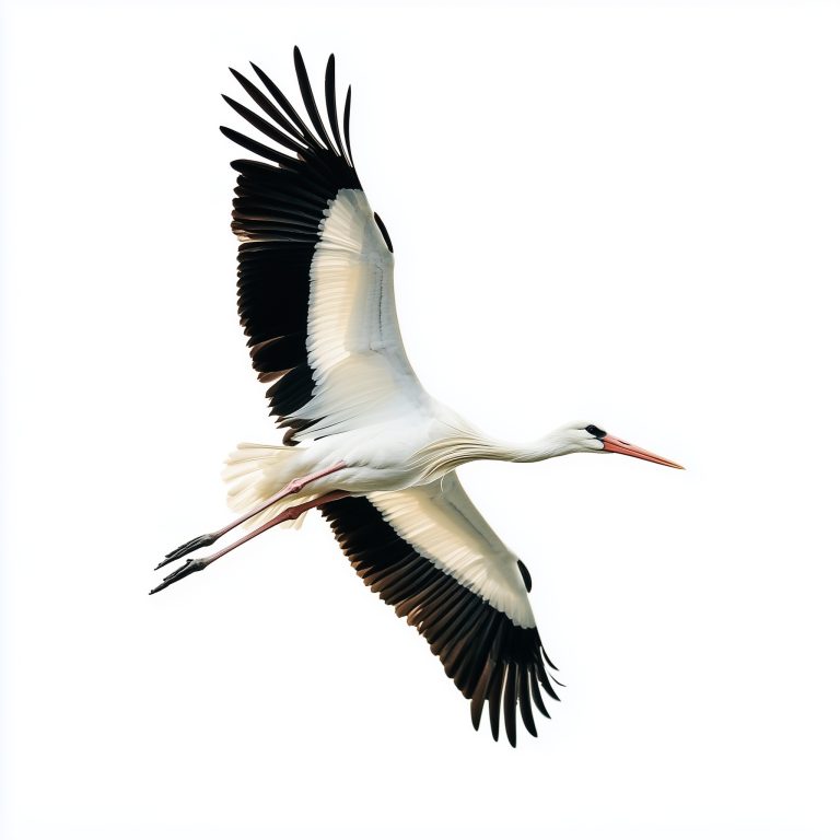 Stork 1 1