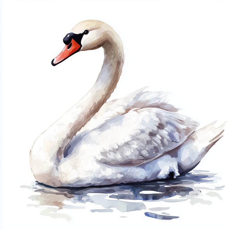 Swan 1 14