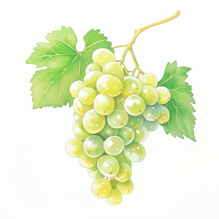 Translucent Watercolor Grapes