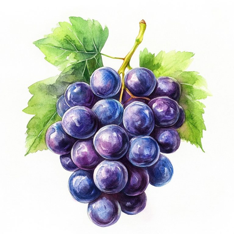 Watercolor Grapes on White