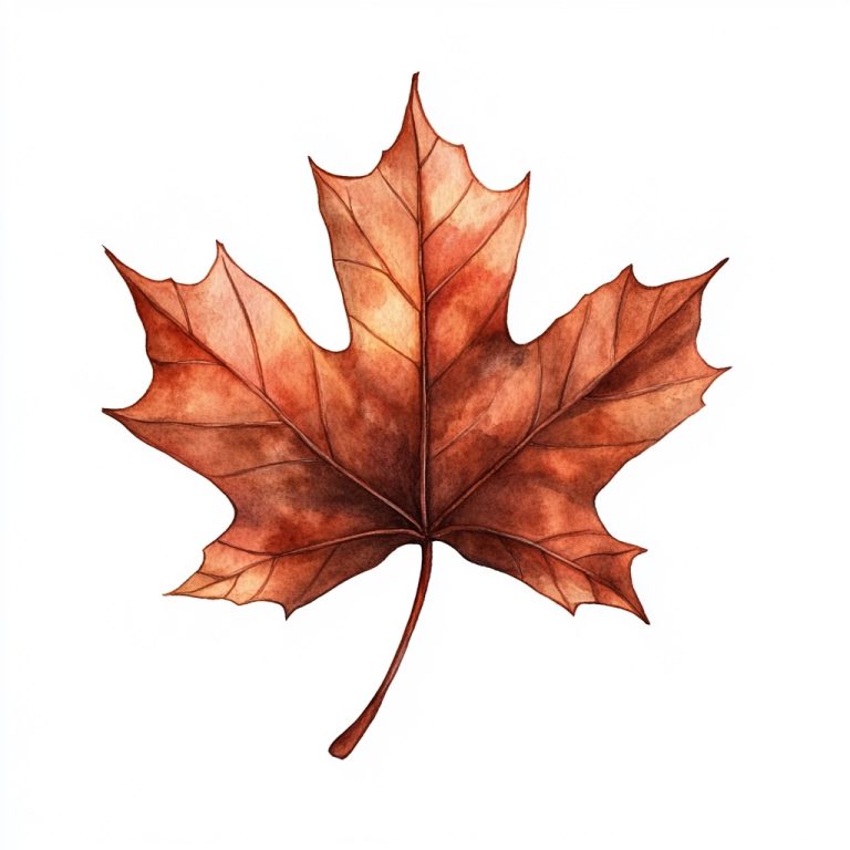 Watercolor Maple Leaf Illustration