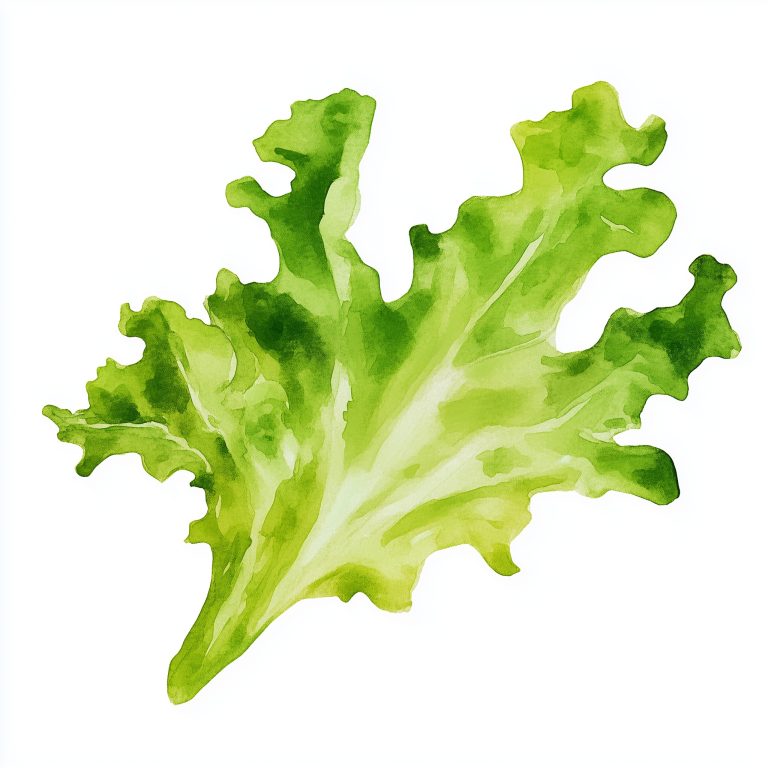 Watercolor Oakleaf Lettuce