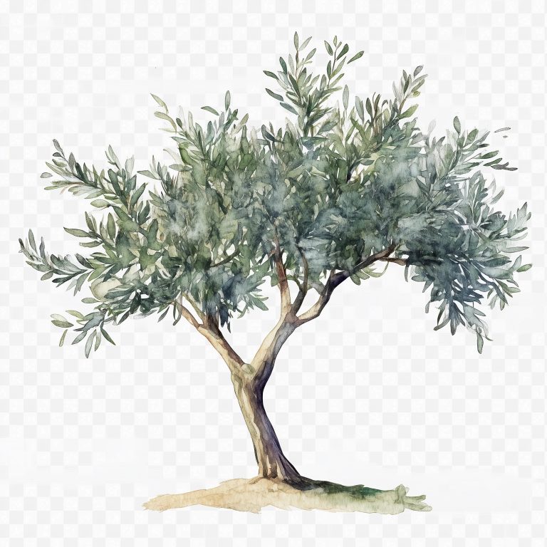 Watercolor Olive Tree Clipart