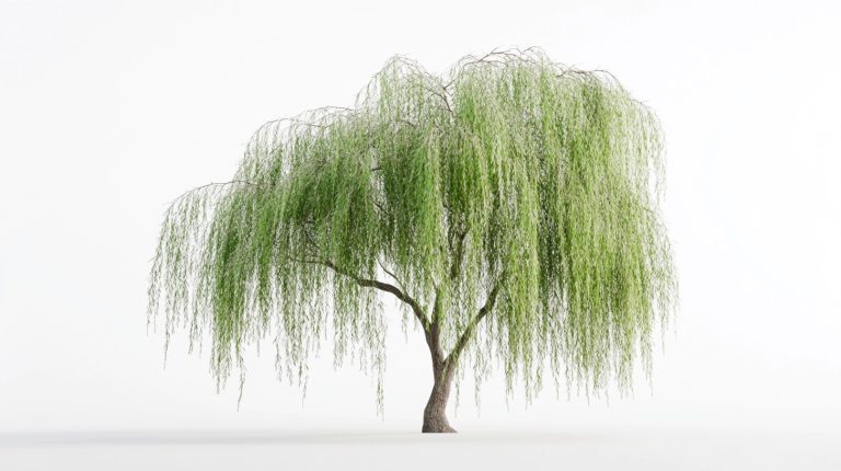 Willow Tree 10