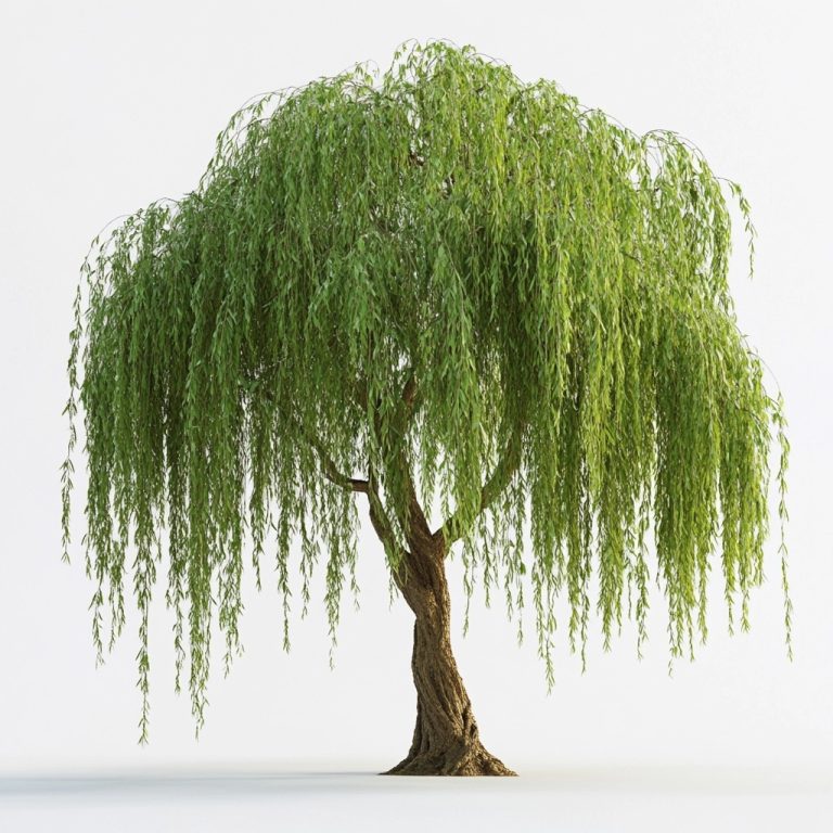 Willow Tree 8